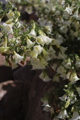 Lycium bridgesii