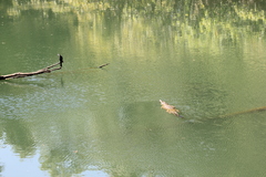 Crocodylus johnstoni