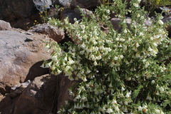 Lycium bridgesii