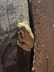 Trachycephalus typhonius