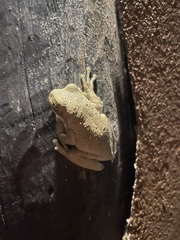 Trachycephalus typhonius