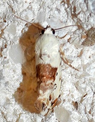 Ponometia phecolisca