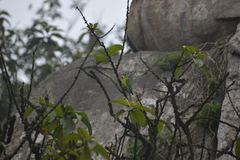 Psilopsiagon aurifrons