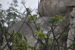 Psilopsiagon aurifrons