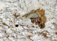 Ponometia phecolisca