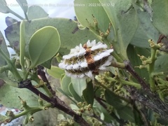 Megalopyge defoliata
