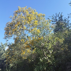 Dendroviguiera quinqueradiata