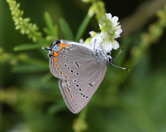Satyrium acadica