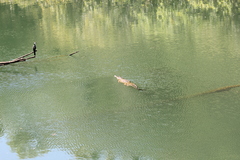 Crocodylus johnstoni