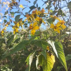 Dendroviguiera quinqueradiata