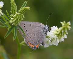 Satyrium acadica