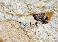 Ponometia phecolisca