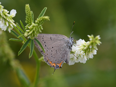 Satyrium acadica
