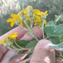 Dendroviguiera quinqueradiata