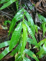 Ichnanthus pallens