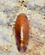 Xestocephalus