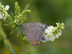 Satyrium acadica