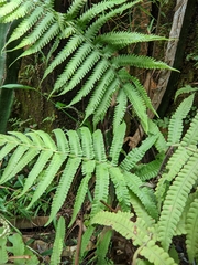Thelypteridaceae
