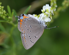 Satyrium acadica
