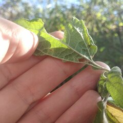 Dendroviguiera quinqueradiata