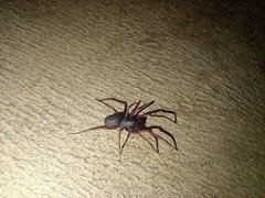 Corinnidae