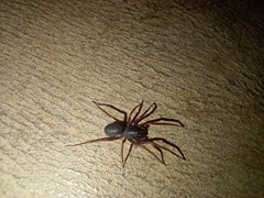 Corinnidae