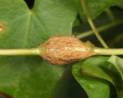 Neolasioptera convolvuli