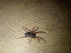 Corinnidae