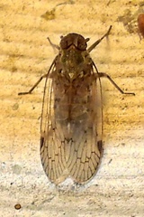 Cixiinae