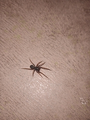 Corinnidae