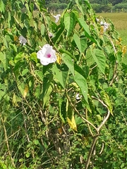 Ipomoea carnea