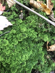 Trichocolea tomentella