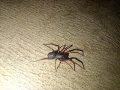 Corinnidae