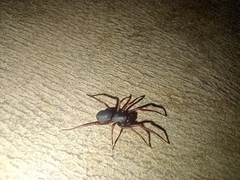Corinnidae