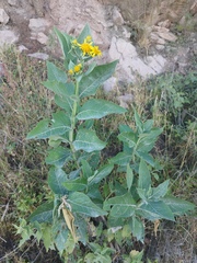 Verbesina sphaerocephala