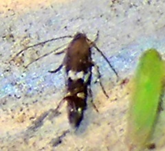Nepticuloidea