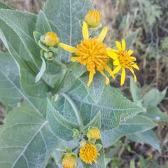 Verbesina sphaerocephala