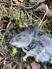 Peromyscus sonoriensis
