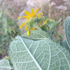 Verbesina sphaerocephala