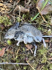 Peromyscus sonoriensis