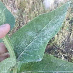 Verbesina sphaerocephala