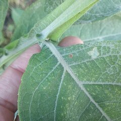 Verbesina sphaerocephala