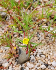 Camissonia dentata