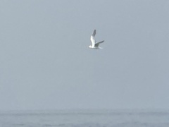 Thalasseus maximus