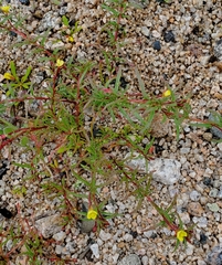 Camissonia dentata