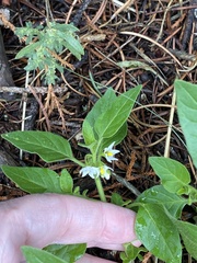 Solanum physalifolium