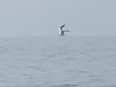 Thalasseus maximus