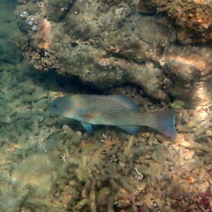 Plectropomus leopardus