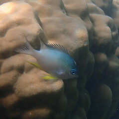 Amblyglyphidodon orbicularis