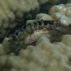 Pinctada margaritifera